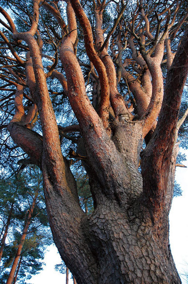 アカマツ - 東北巨木調査研究会