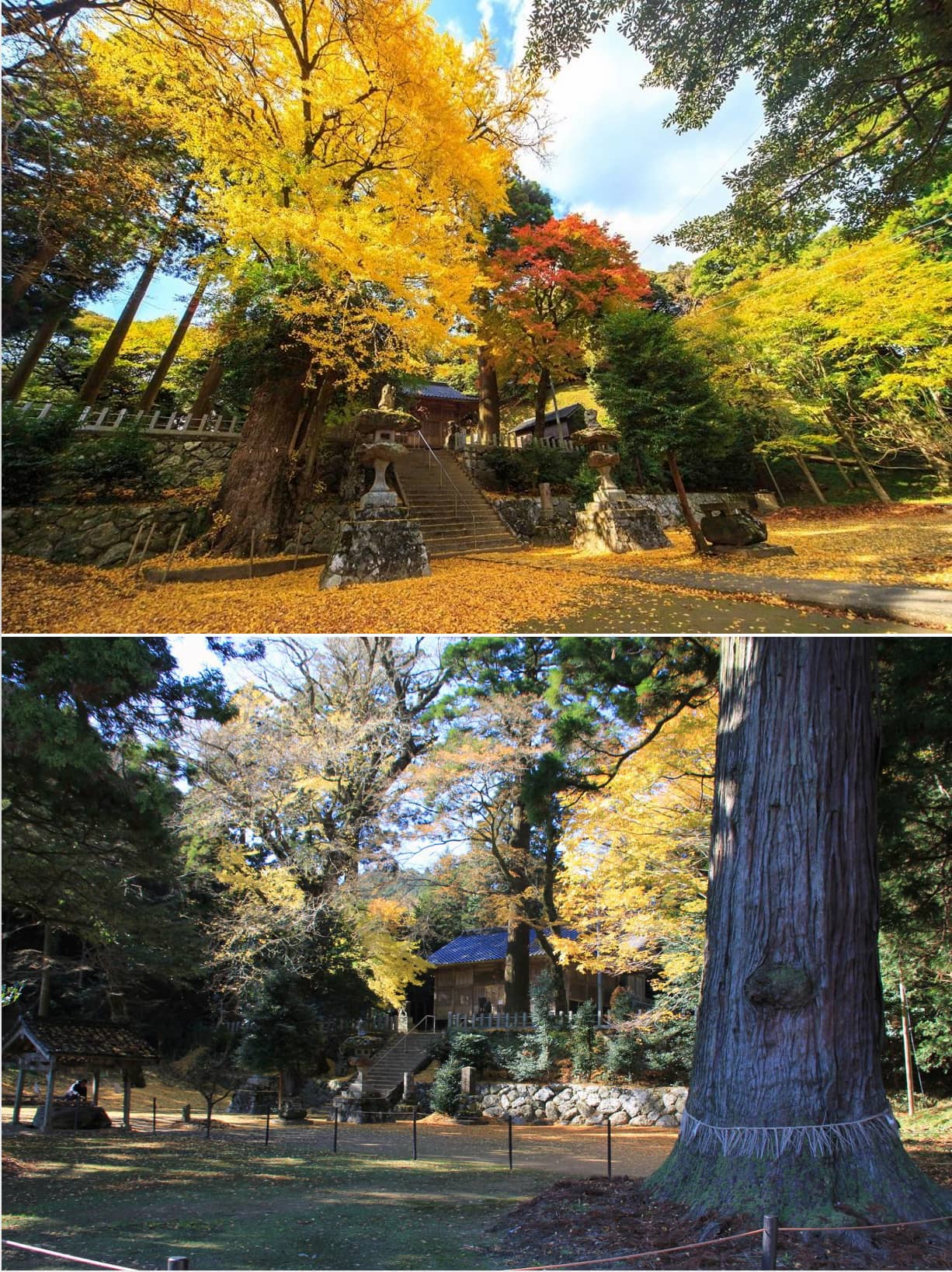 糸島の雷神社は900年の巨木の中にある