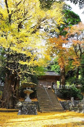 雷神社のイチョウ