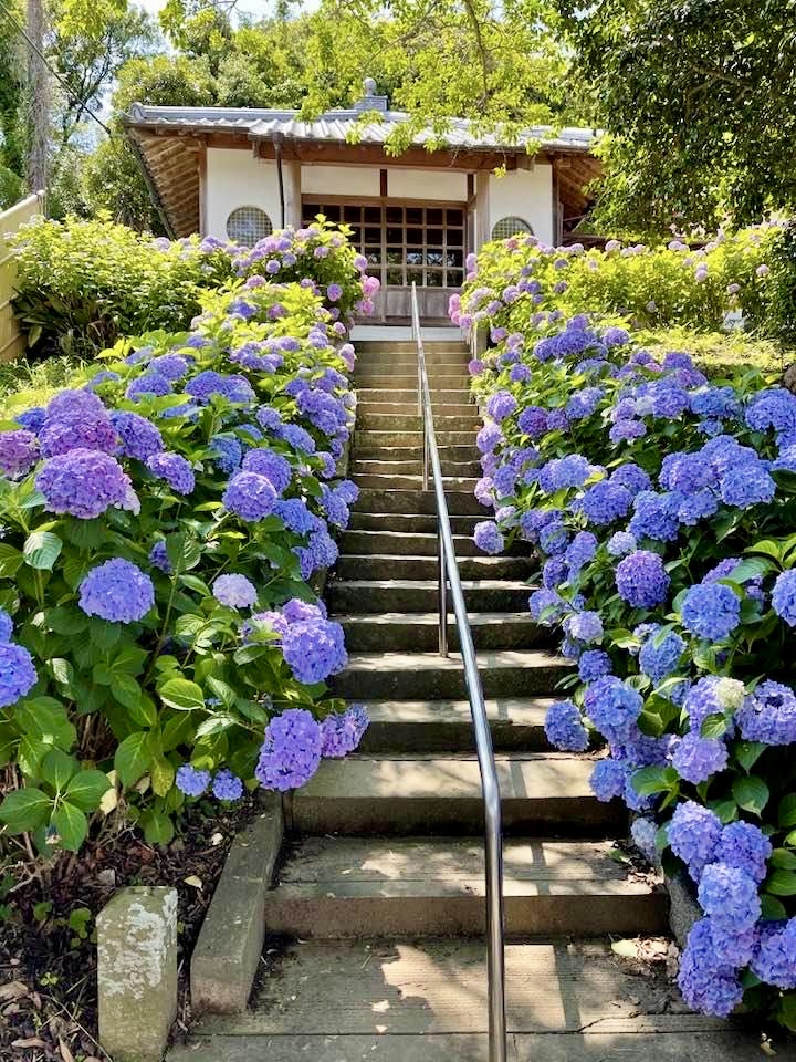 糸島あじさい寺