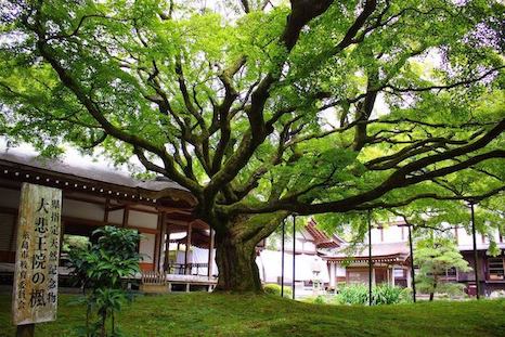 雷山千如寺の大カエデ