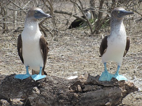 Galapagos - Blaufußtölpel (Bild Pixabay)