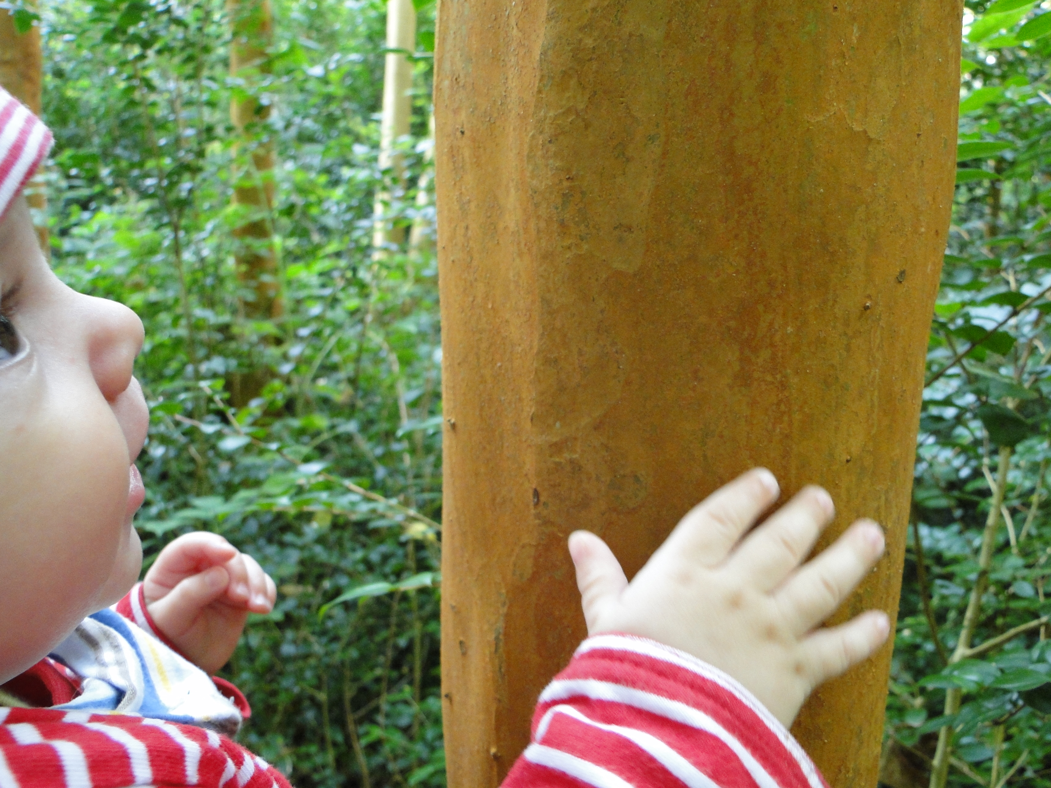 Familien Waldgruppe Naturfamilienundumweltheldens Webseite