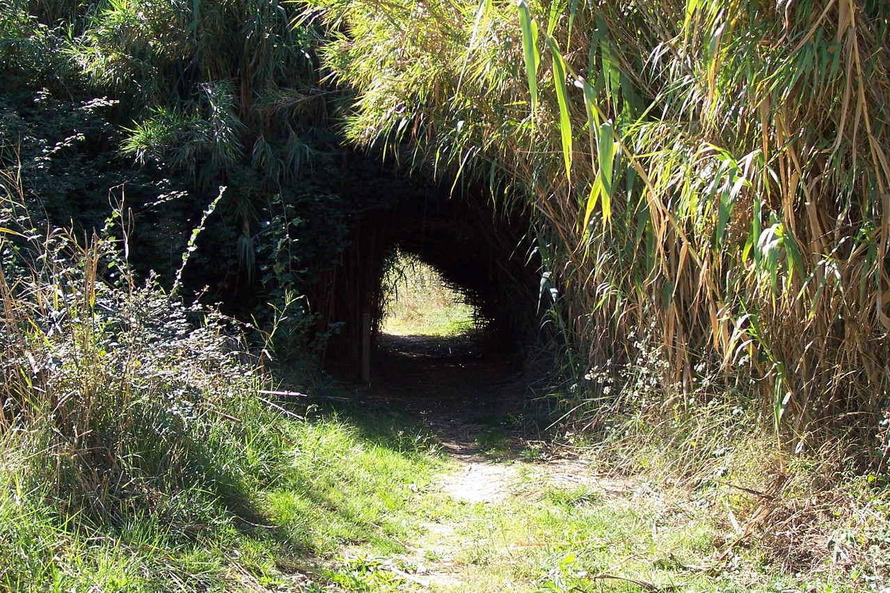Túnel de cañas