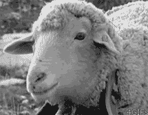Revenons à nos moutons.