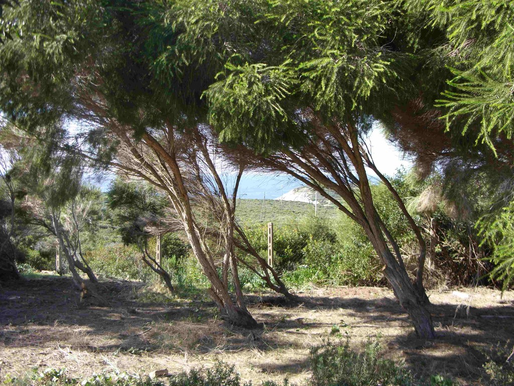 Vista su Cala Sapone