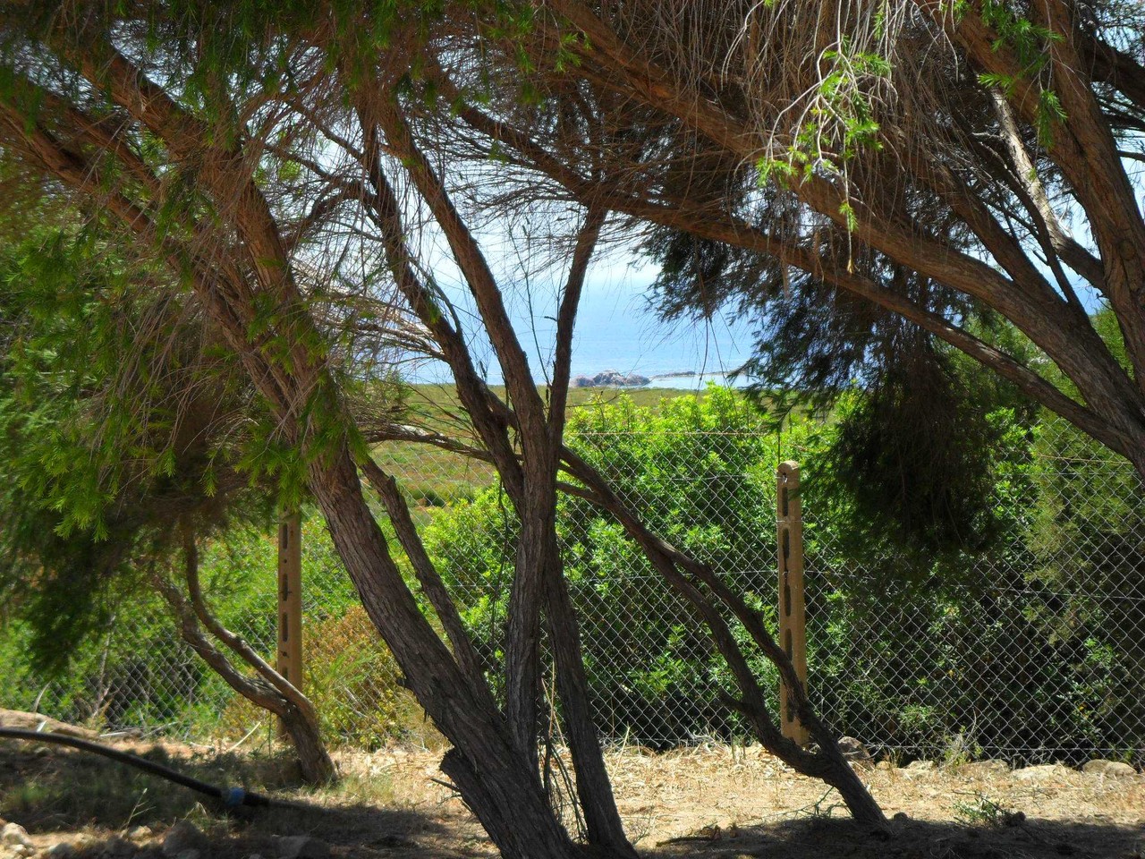 Vista su Cala Sapone