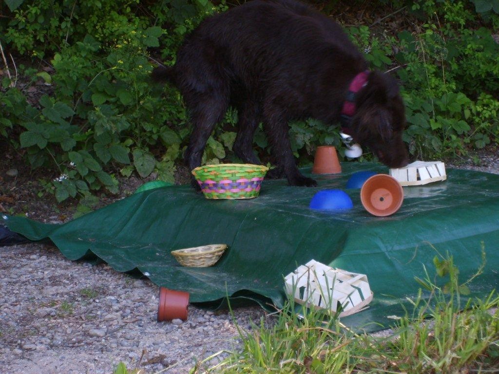 Zara bei der Arbeit