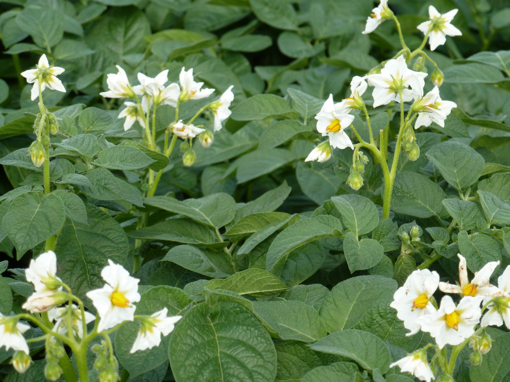 Die Kartoffelblüte im Juni