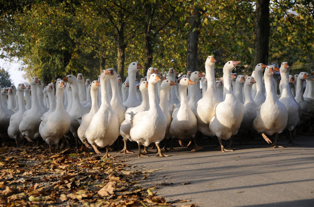 Das Hereintreiben der Gänseherde