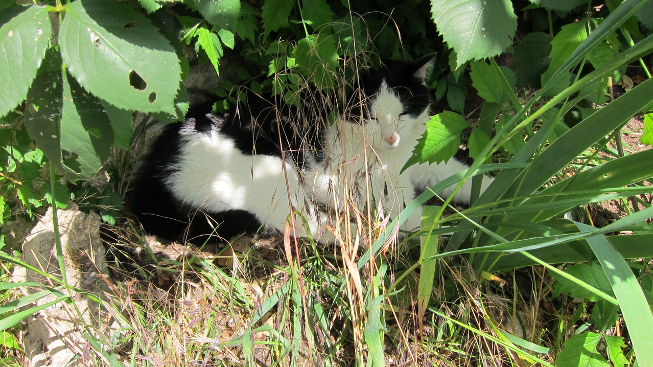 Sonnenhof - Katze im Schatten - Sommer 2012