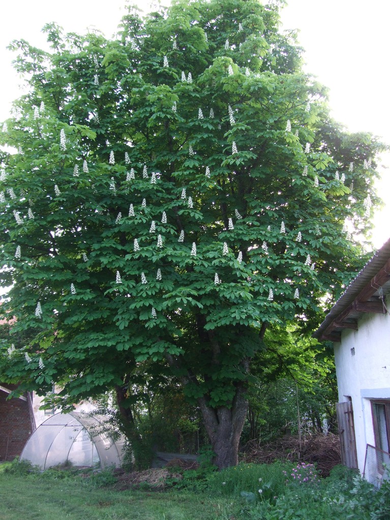 Sonnenhof - blühende Kastatnie neben Hühnerstall - Frühling 2013