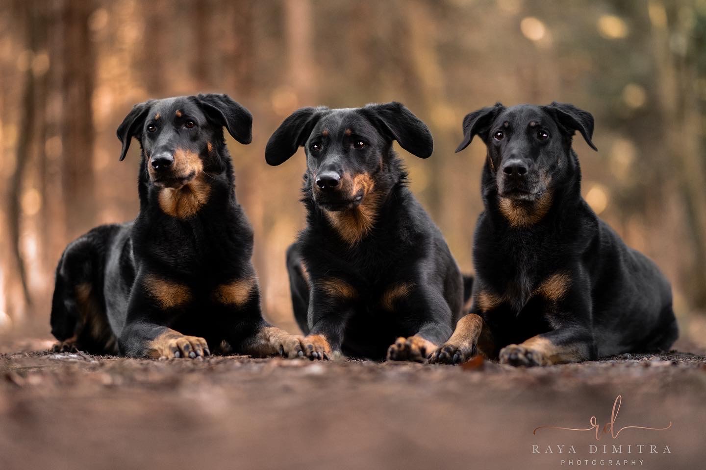 Neva, Aveline und Bagheera