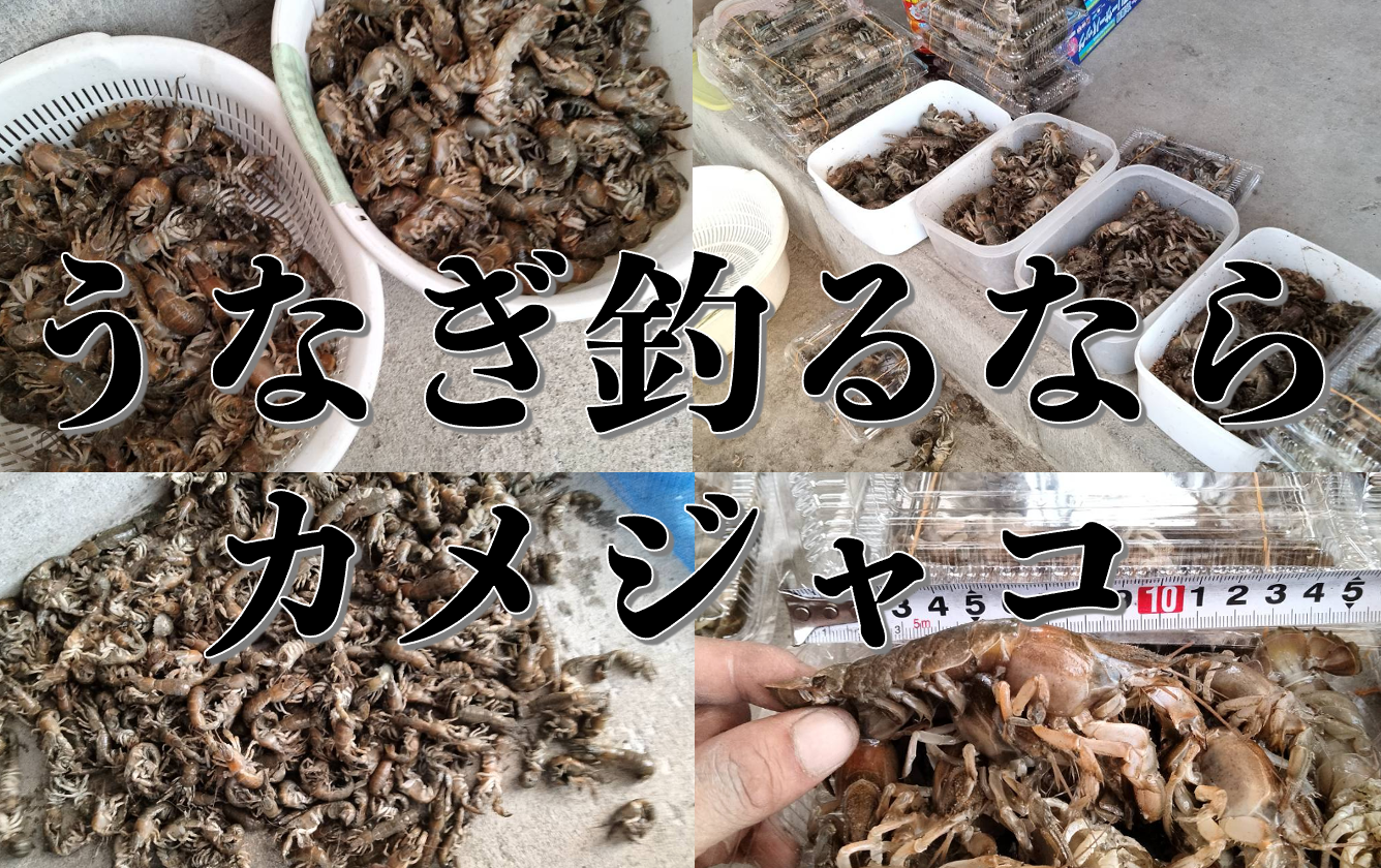 冷凍カメジャコ　180匹 冷凍 カメジャコ 12匹 ダンゴ釣り 海上釣堀 刺し餌