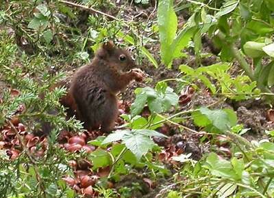 Cok'in se cache dans le jardin