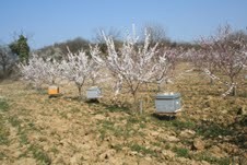 Ruches abricotiers précoces mars 2011.