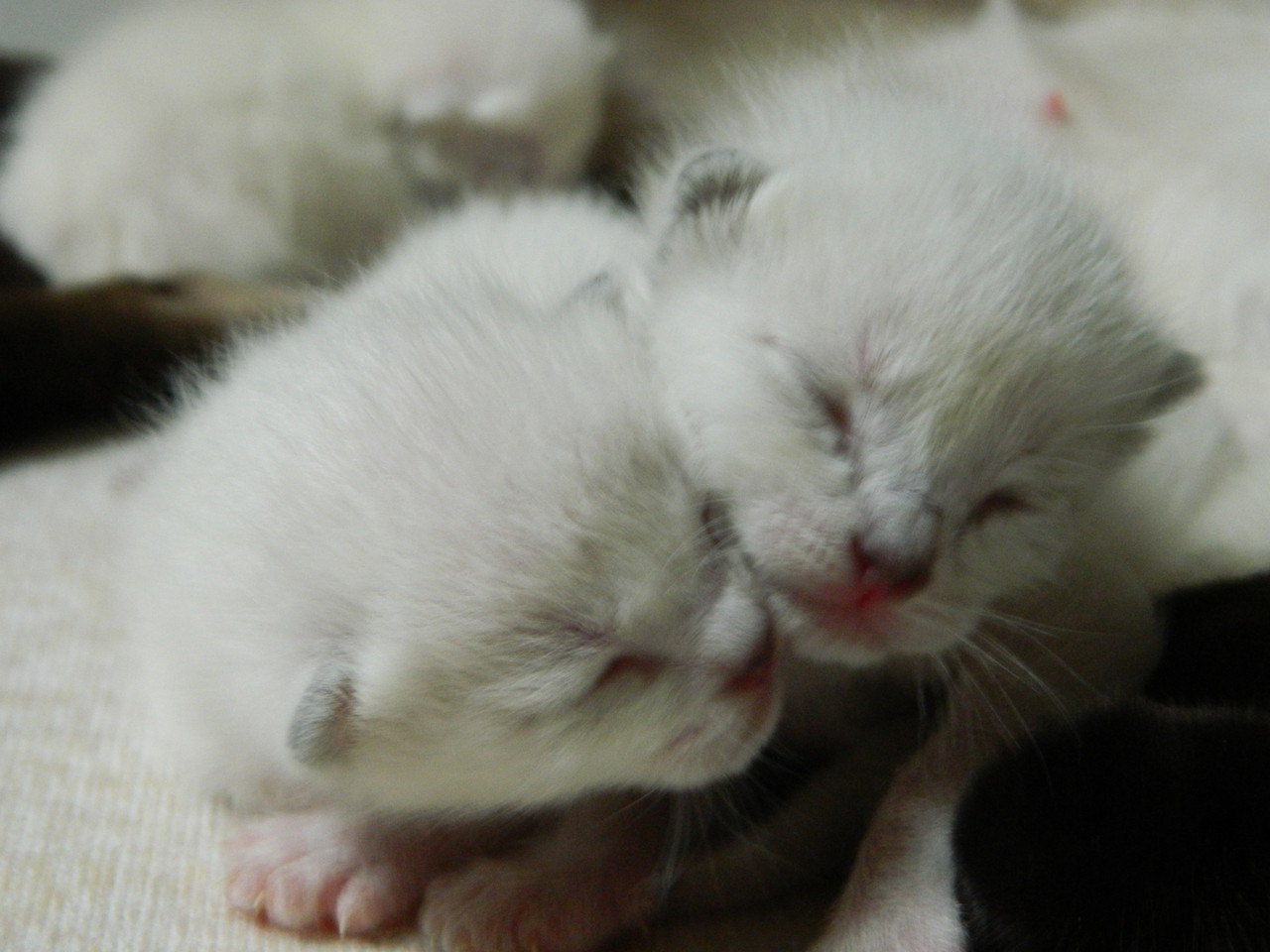 Le Chaton Siamois Site De Chatterielepetitnid