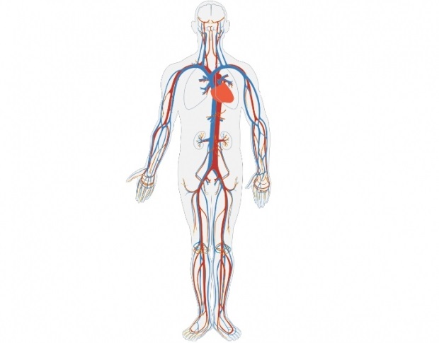 dibujo para colorear del sistema circulatorio