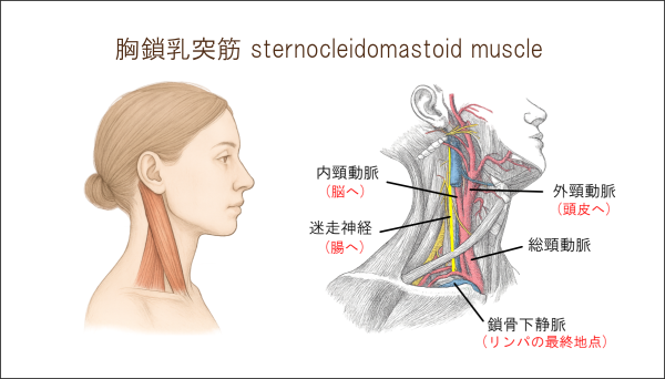 イメージ画像｜無料オンライン講座｜胸鎖乳突筋から考える身体の繋がり