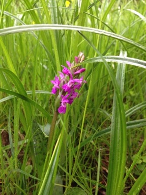 Wiesenorchidee in Neuenhagen