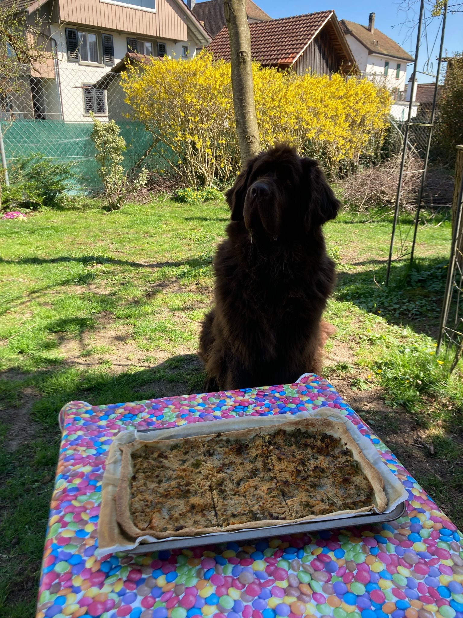 Siena feiert ihren 4 Geburtstag