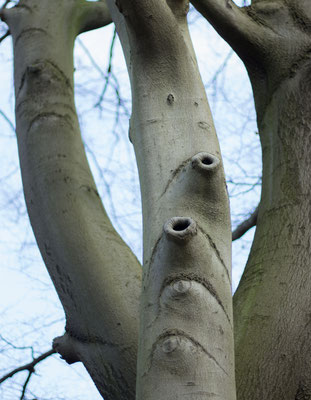 Sehr schlecht gelaunter Baum!