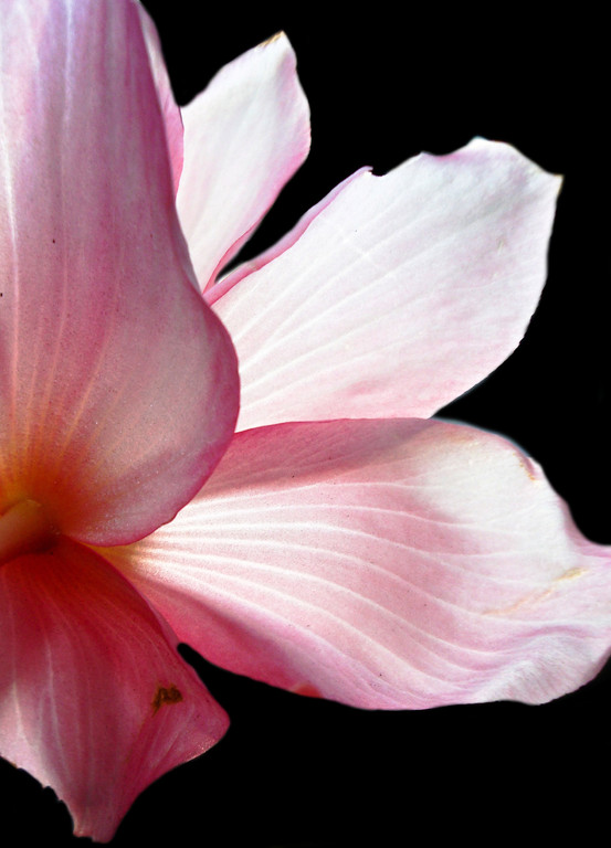 fleur, une beauté parfaite