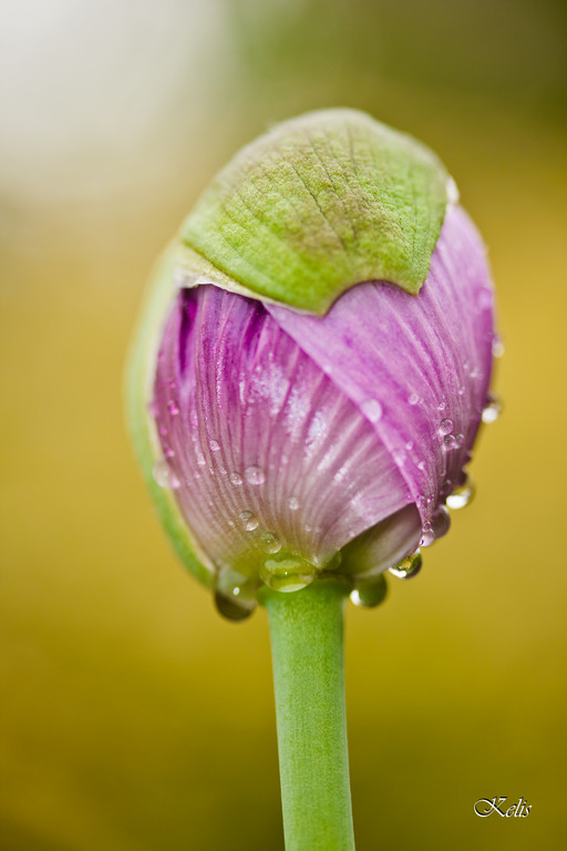 fleur, une beauté parfaite