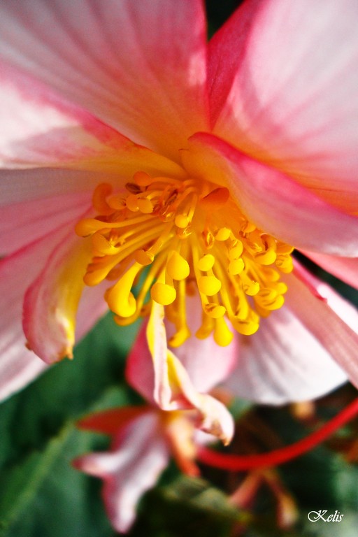 fleur, une beauté parfaite