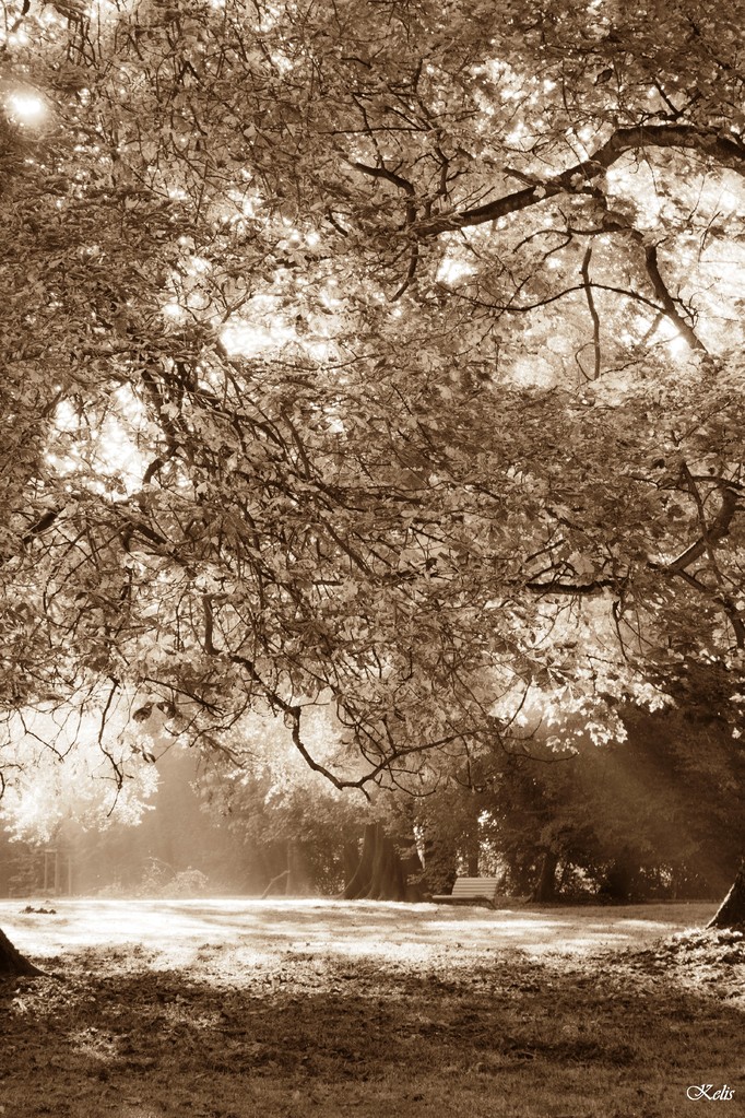 un arbre de lumière