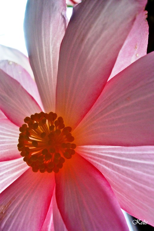 fleur, une beauté parfaite