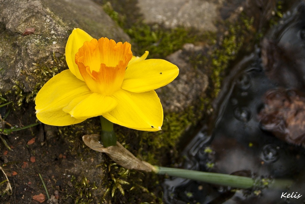 fleur, une beauté parfaite