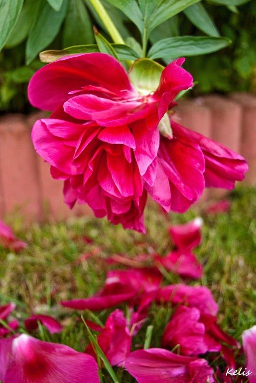 fleur, une beauté parfaite