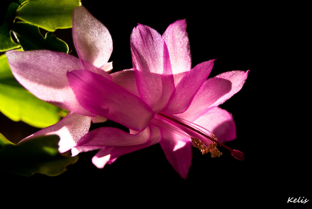 fleur, une beauté parfaite