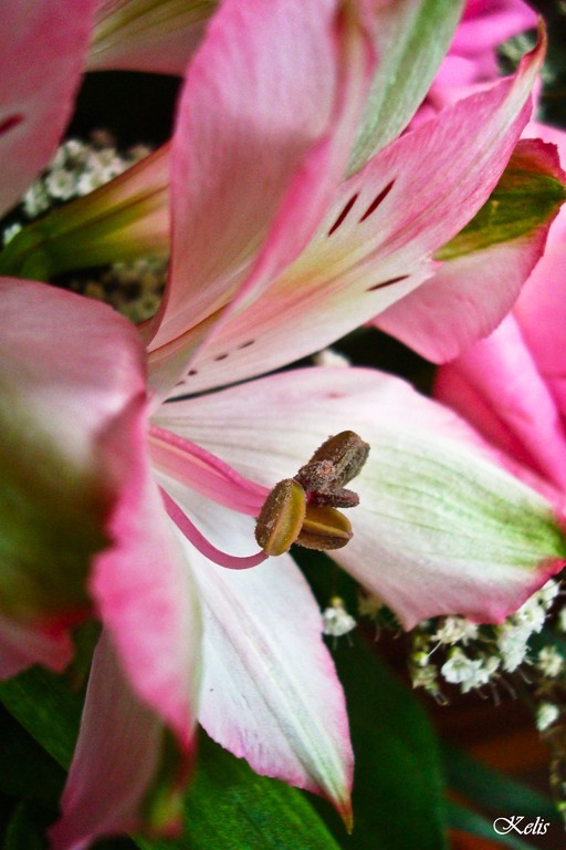 fleur, une beauté parfaite