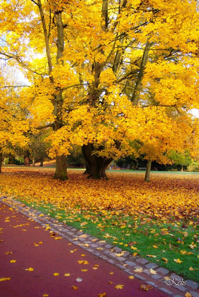 parc Bivort aux couleurs d'automne