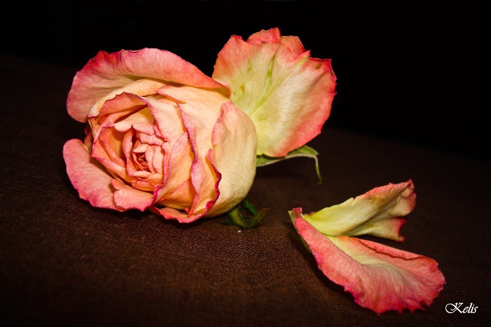 fleur, une beauté parfaite