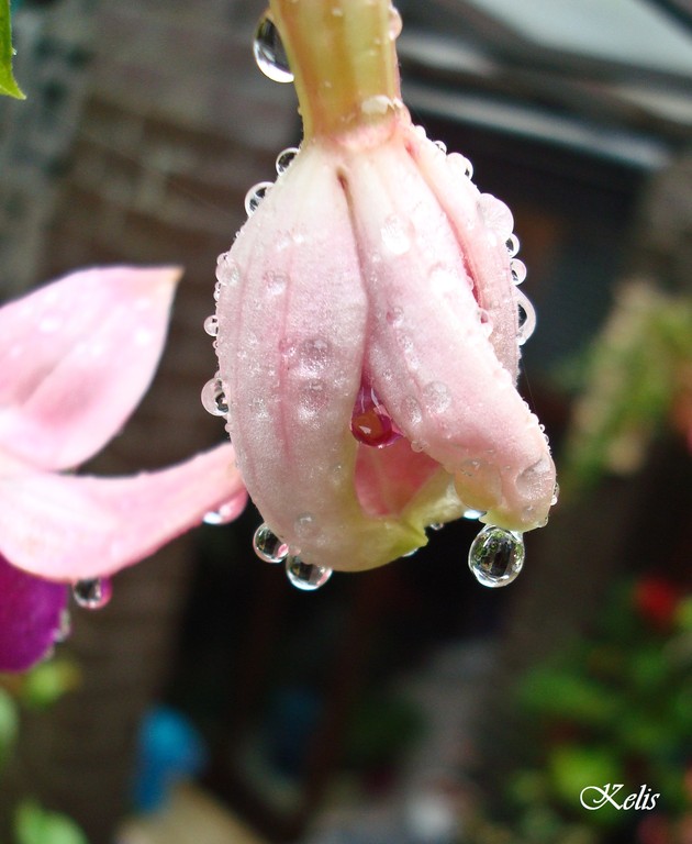 fleur, une beauté parfaite