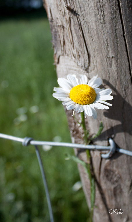 fleur, une beauté parfaite