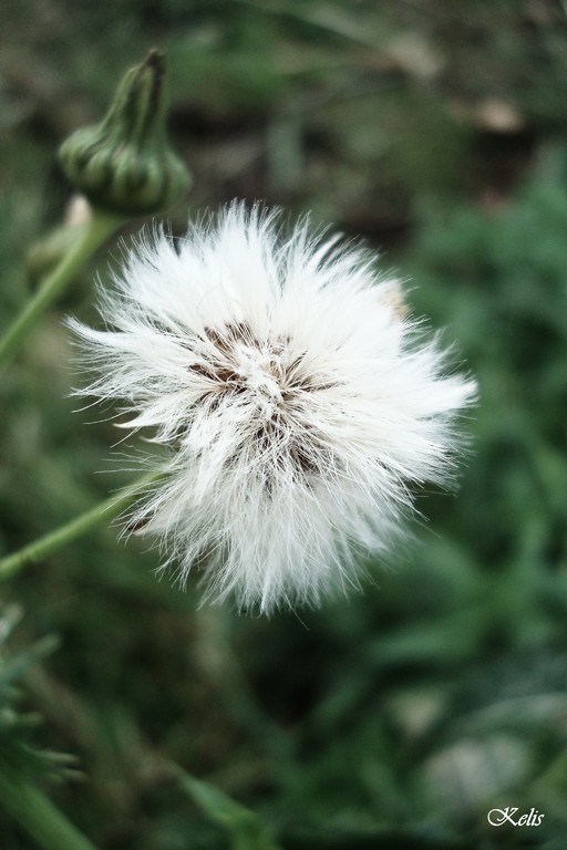 fleur, une beauté parfaite