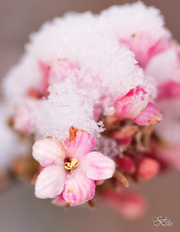 fleur, une beauté parfaite