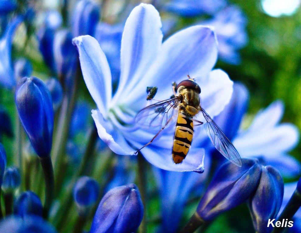 beauté de la nature