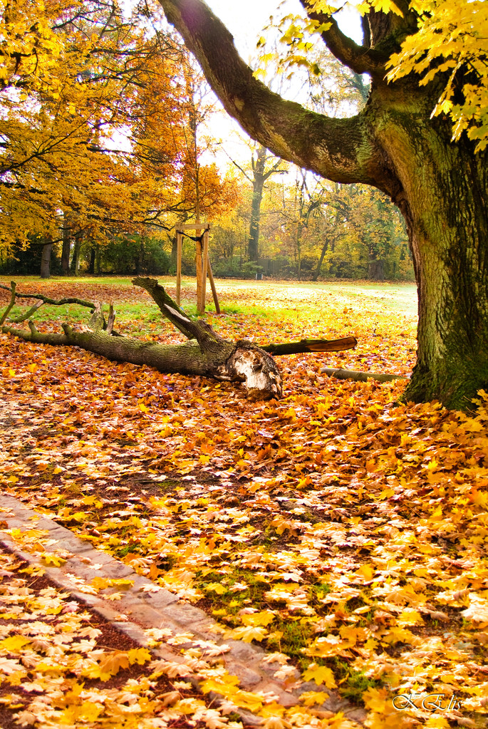 parc Bivort aux couleurs d'automne