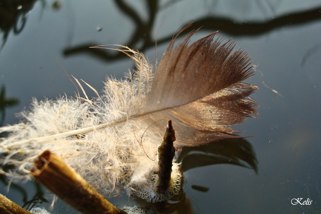 beauté de la nature