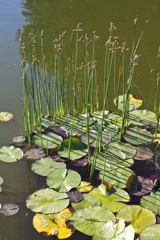 beauté de la nature