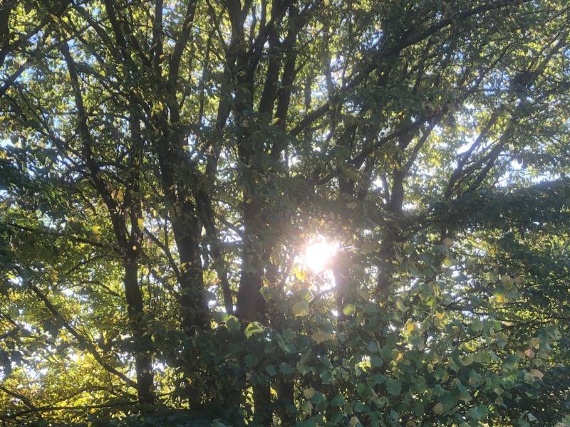 Sonnenstrahlen fallen im FriedWald Südharz durch eine Baumkrone