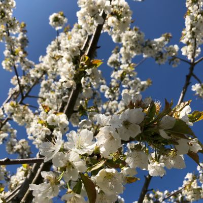 Kirschblüten an einem Baum im eigenen Garten