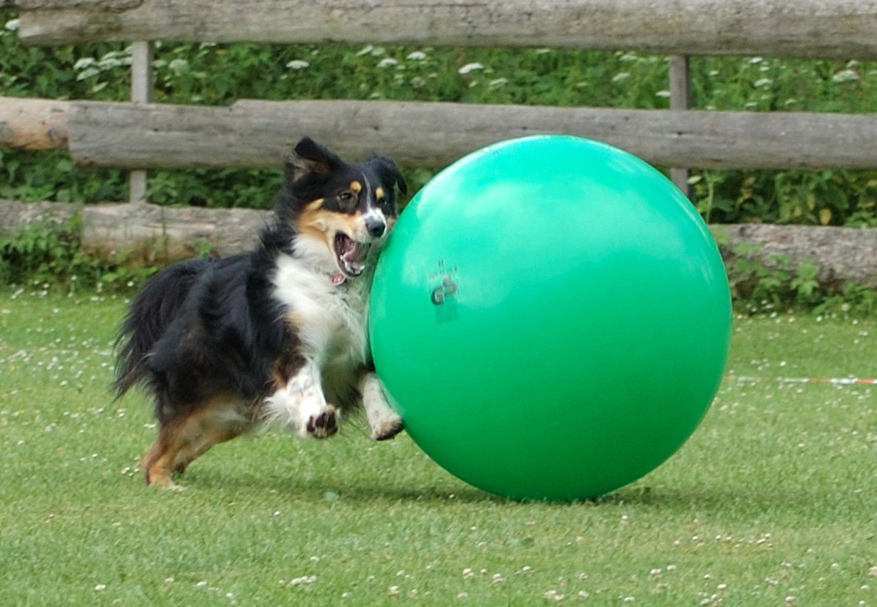 Treibball Küssnacht Treibball Küssnacht