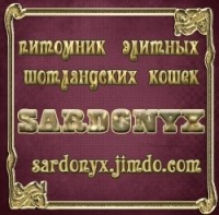 питомник шотландских кошек
