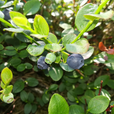 Wunderbare Heidelbeeren